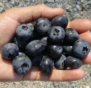 Sista chansen (S) Fröer, seeds, Vova, Gigant Elephant Blueberries, gigantiska blåbär