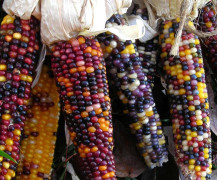 (S) Rainbow corn / Regnbåge majs (Blå, Svart, Röd, Gul)