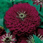 2023 New Underbar Dahlia zinnia "Violet Queen"