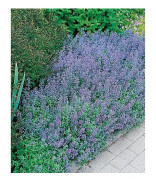 Kantnepeta 15-pack Violett