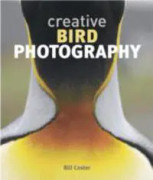 Creative Bird Photography