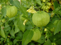 Tomatillo Verde 5 st frön