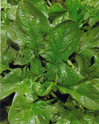 STORPACK Spenat ´Giant Winter´ 50 gram (ca 5000 st) frön