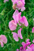 Luktärt ´Mammoth Lavender´ 20 st frön