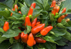 Paprika ´Tangerine Dream´ 10 st frön