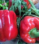 Paprika ´Asti Red´ 3 st frön