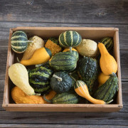 Prydnadspumpa 'Ornamental Gourds' yrkesodlarfrö