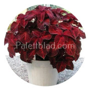 Palettblad Wizard Velvet Red 10 frön