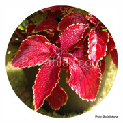 Palettblad Fairway Red Velvet 10 frön