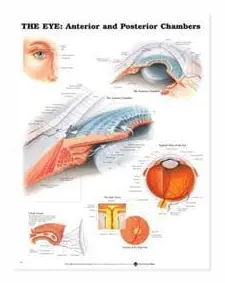 The Eye: Anterior and Posterior Chambers