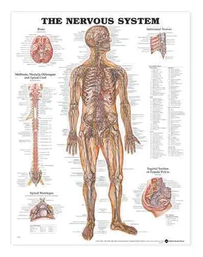 The Nervous System Anatomical Chart