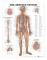 The Nervous System Anatomical Chart
