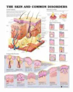 The Skin and Common Disorders Anatomical Chart