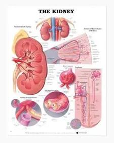 The Kidney Anatomical Chart