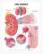 The Kidney Anatomical Chart