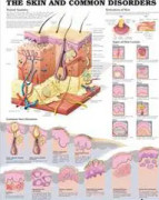 The Skin and Common Disorders Anatomical Chart