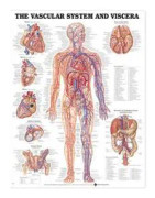 Vascular System and Viscera Anatomical Chart