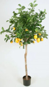 Lemon Tree (Citron Träd) - 140cm
