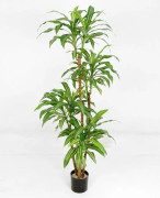 Dracena frag steud - 120 cm