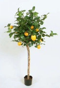 Lemon Tree (Citron Träd) - 110cm