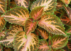 Palettblad Wizard Coral Sunrise 20 st frön