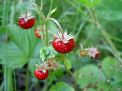 Smultron Red Wonder 50 st frön