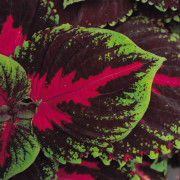 Palettblad Kong Red 3 st frön (pelleterade)