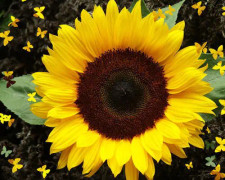 Solros Dwarf Sunspot 3 st frön