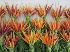 Morot Rainbow Mix ca 2000 st fröer