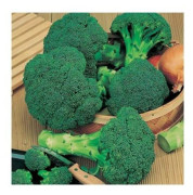 Broccoli Calabrese 100 st fröer (ekologisk)