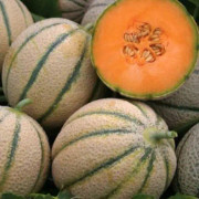 Melon ´Cantaloupe Retato Degli Ortolani´ 20 st frön