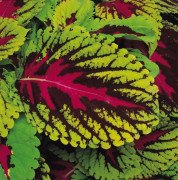 Palettblad Kong Scarlet 10 st frön (pelleterade)