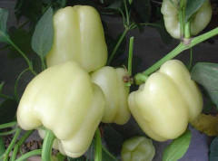 Paprika Diamond 5 st frön