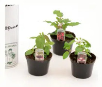 Fuchsia ’Göteborgskan’, mindre 11,5cm