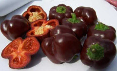 Paprika Sweet Chocolate 20 st frön