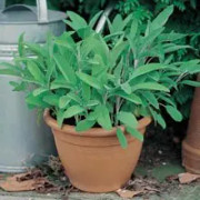 Kryddsalvia 12cm kruka