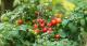  Easy to Grow, 'Kruktomat'