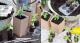  Easy to Grow, 'Kruktomat'