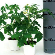 Sötpotatis 'Tahiti' Organic