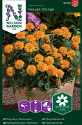 Sammetstagetes 'Mowgli Orange'