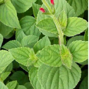 Ananassalvia 12cm kruka