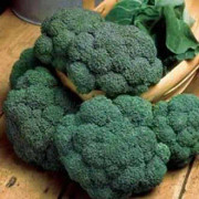 Broccoli 3 plantor