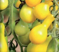  Tomat, Yellow Pear 7,5cm kruka