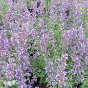 Kantnepeta 'Walkers Low' 17cm kruka