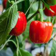 Paprika, 'Savio' 8cm kruka