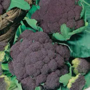 Blomkål 'Di Sicilia Violetto'