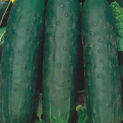 Frilandsgurka 'Esmerald'