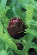 Kronärtskocka Violetta Di Chioggia 5 st frön