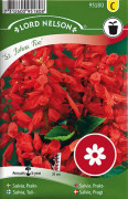Salvia, Prakt- 'St. Johns Fire'