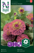 Zinnia Lord Nelson Sunbow Purple